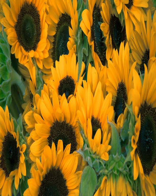 Ten Native Perennials That Outcompete Weeds Without Chemicals