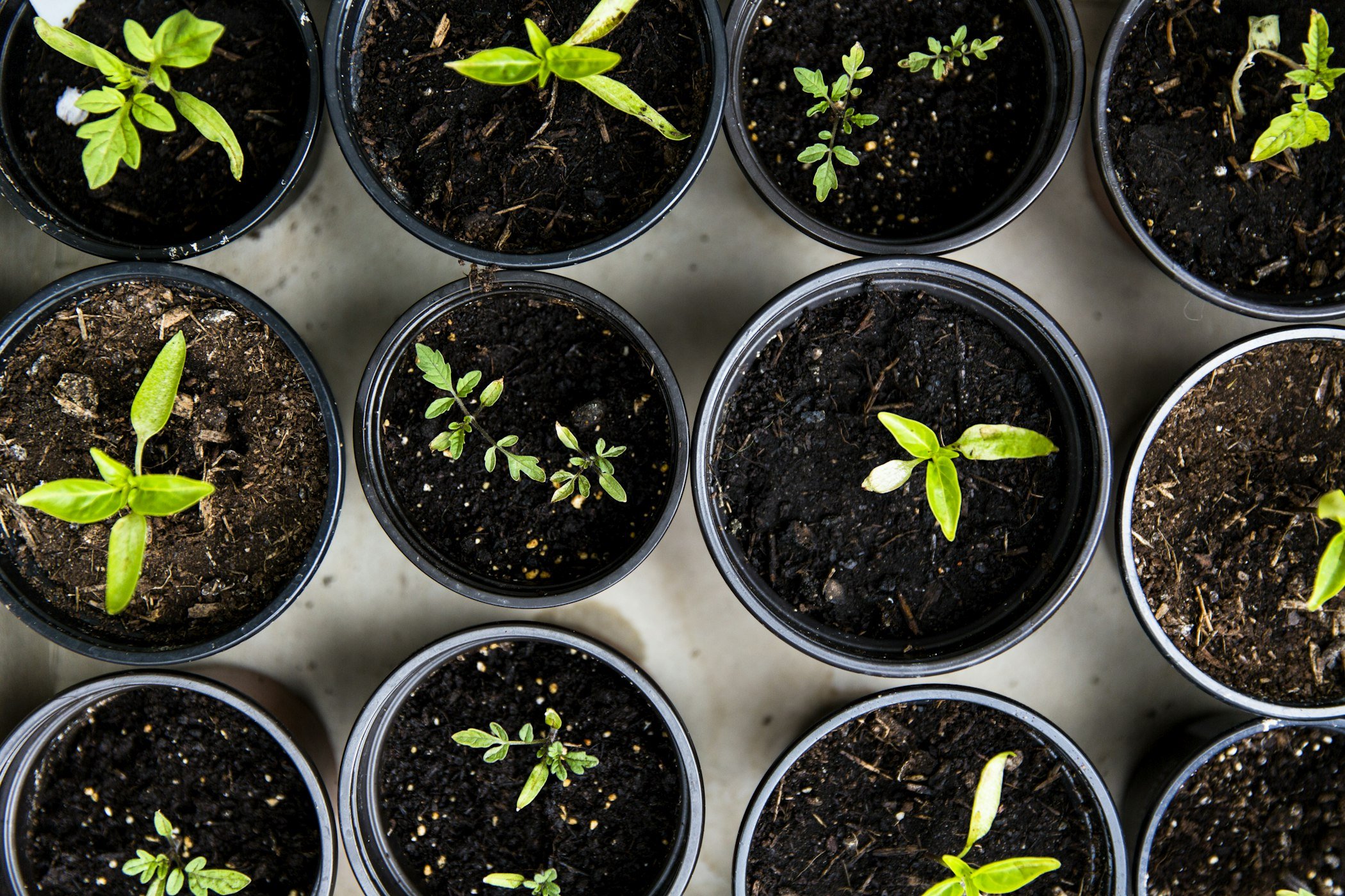 Drip Irrigation for Beginners: Parts List and Layout Basics